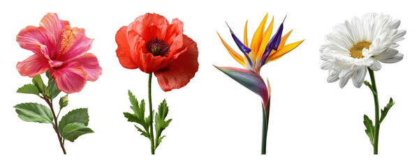 Fototapeta premium PNG Vibrant floral variety display on transparent background
