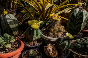 Obraz premium Various cacti and succulents with vibrant yellow flowers displayed in terracotta and plastic pots in a sunny greenhouse environment