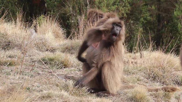Gelada monkeys (Theropithecus gelada) in Simien mountains, Ethiopia