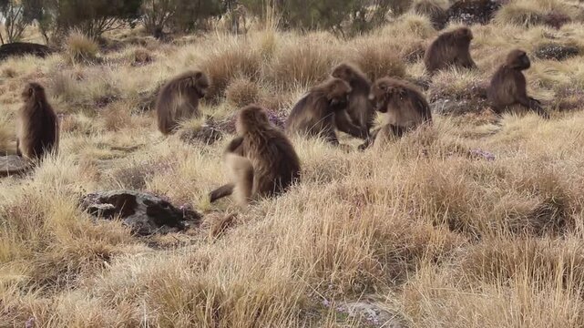 Gelada monkeys (Theropithecus gelada) in Simien mountains, Ethiopia