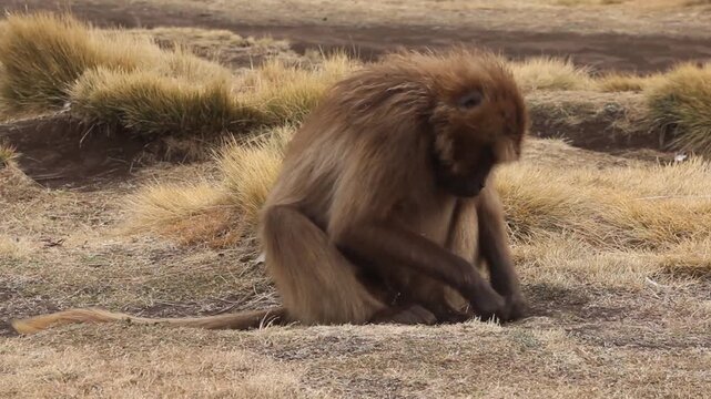 Gelada monkey (Theropithecus gelada) in Simien mountains, Ethiopia