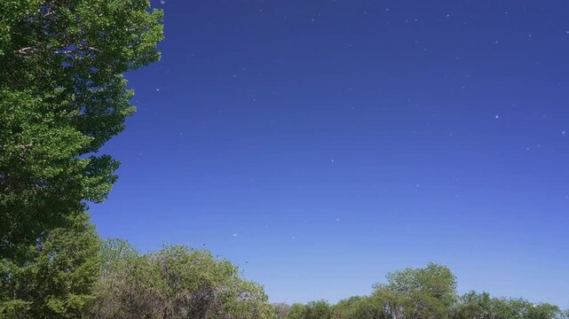 Cotton from cottonwood trees and midge flies in the blue sky floating in the air at Utah Lake State Park.