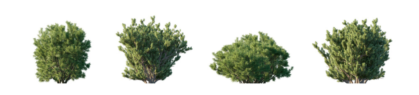 Pinus mugo 4 bush collection (mugo pine, mountain pine, dwarf mountain pine) isolated PNG on a transparent background premium nature cutout