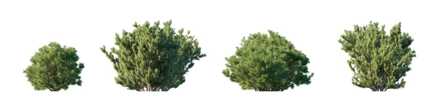Pinus mugo 4 bush collection (mugo pine, mountain pine, dwarf mountain pine) isolated PNG on a transparent background premium nature cutout
