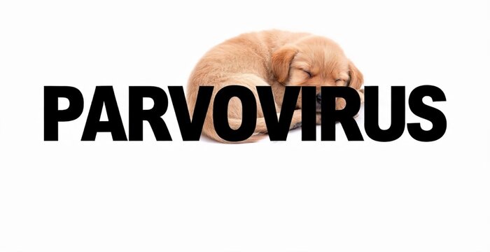 A small, vulnerable puppy sleeps curled up, partially obscured by the stark, bold text PARVOVIRUS, visually representing the threat of this canine illness.