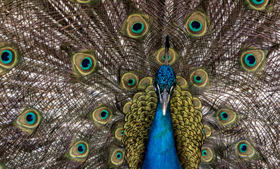 Obraz premium Indian Peafowl Displaying Feathers Close-Up