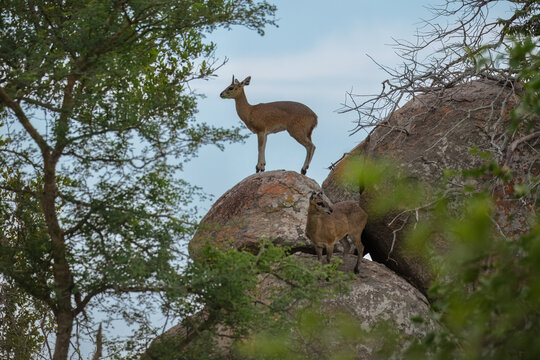 Pair of Klipspringers (Oreotragus oreotragus). These small, specialized African antelopes are famous for their ability to navigate steep, rocky terrain, virtually standing on the tips of their hoofs.