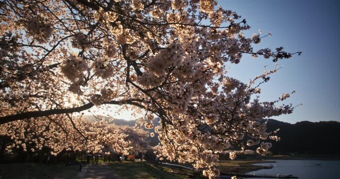 Cinematic silhouette of beautiful spring cherry blossoms in Japan - steady cam shot