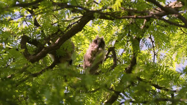 Two young Long-eared Owl (Asio otus) chicks hide among tree branches during daytime in their natural habitat. Slow-motion wildlife footage showing natural owl behavior in the wild.