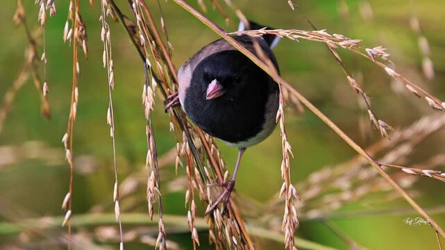 Dark-eyed junco
