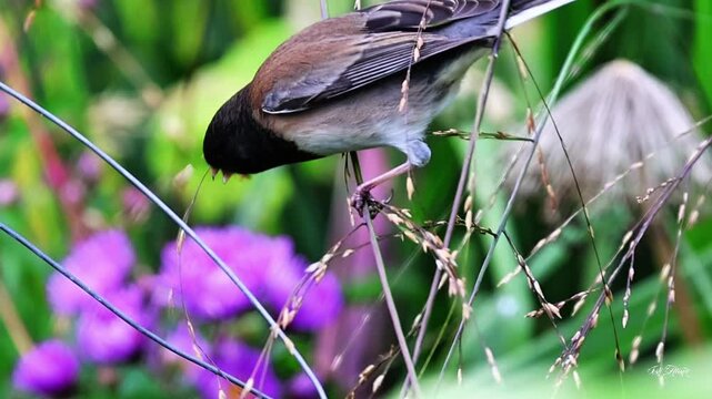Dark-eyed junco