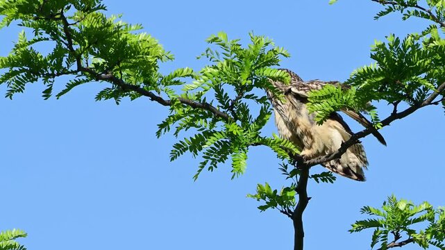 A Short-eared Owl (Asio flammeus) sits on a branch in the wild, slowly turning its head while observing its surroundings. Beautiful slow-motion wildlife footage in a natural habitat.