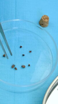 The tick laboratory is conducting an analysis. Selective focus.