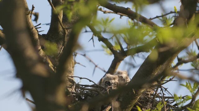 Young Long-eared Owl (Asio otus) chicks sitting in a nest during daytime in their natural habitat. Beautiful slow-motion wildlife footage showing owl nesting behavior.