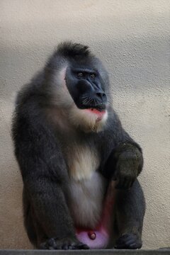 座って見上げるオスのドリル