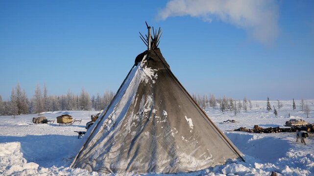Smoke rises from a traditional nomadic chum dwelling in a snowy siberian tundra environment. With reindeer sleds in the background, illustrating the everyday life of nenets people