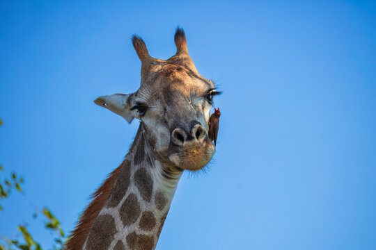 Close-up portrait of a South African giraffe (Giraffa camelopardalis giraffa) with a red-billed oxpecker perched on its cheek, South Africa