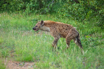 Fototapeta premium Spotted hyena (Crocuta crocuta) walking forward down a dirt track in the African savanna, South Africa