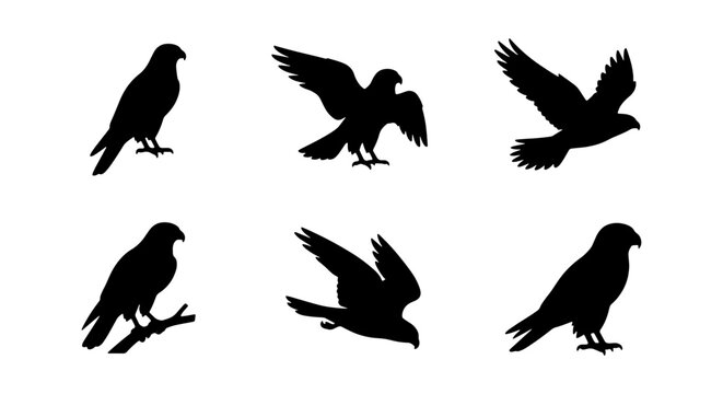 Bird Silhouettes, Raptor Icons, Hawk Vector Set, Wildlife Graphic Elements, Predatory Birds Collection