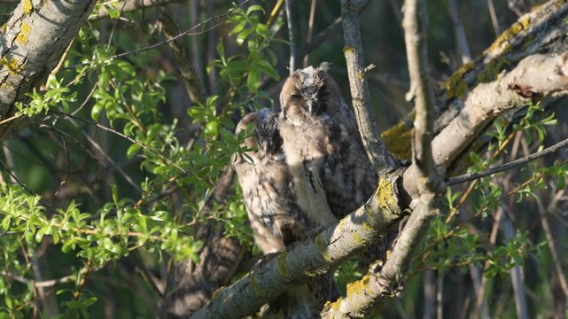 Young Long-eared Owl (Asio otus) chicks hide among willow branches during daytime in their natural habitat. Wildlife footage showing natural owl behavior in the wild.