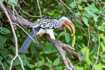 Southern yellow-billed hornbill (Tockus leucomelas) perched on a branch in the bushveld, South Africa © Miroslav Srb