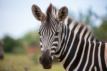 Fototapeta premium Close-up portrait of a Plains zebra (Equus quagga) looking at the camera, South Africa