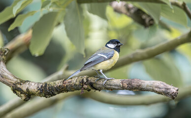 Great tit perched on a mossy branch amidst green foliage © StefansFotoGalerij