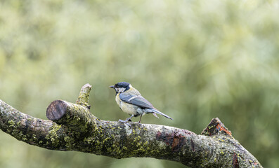 Great tit perched on a mossy tree branch in soft natural light © StefansFotoGalerij