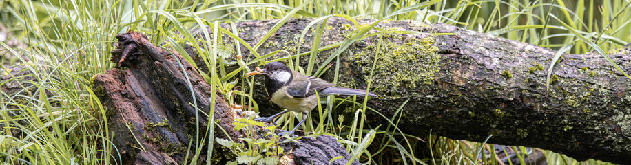 Great tit bird perched on a mossy log holding food in its beak © StefansFotoGalerij