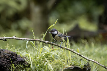 Great tit perched on a branch in a lush green forest setting © StefansFotoGalerij