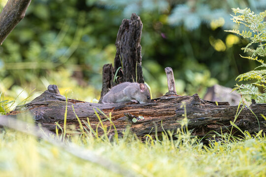 Small rodent exploring a fallen log in a lush green forest setting