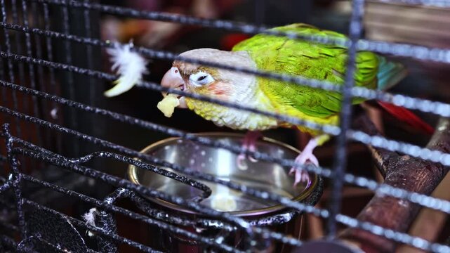 A green parrot with a light head is eating a piece of food from a bowl in its cage. The setting is indoors, with light coming from a nearby window.