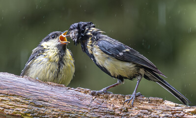 Charming interaction between two birds during a rainy day in nature © StefansFotoGalerij
