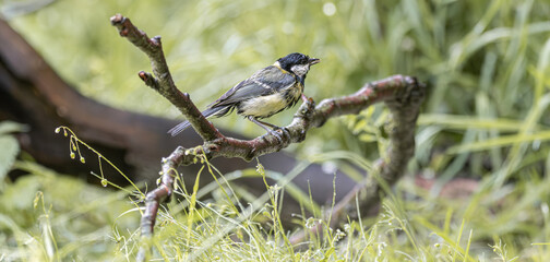 Great tit perched on a mossy branch amidst lush green foliage © StefansFotoGalerij