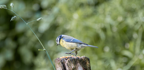 Small blue tit bird perched on a wooden post eating seeds in a garden © StefansFotoGalerij