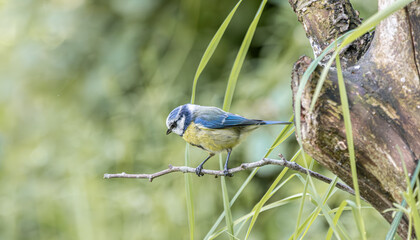 Small blue tit bird perched on a thin branch amidst green foliage © StefansFotoGalerij