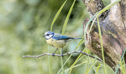 Small blue tit perched on a thin branch with soft green background © StefansFotoGalerij