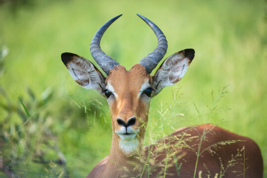 Close-up portrait of a male impala (Aepyceros melampus) looking at the camera in the green bushveld, South Africa
