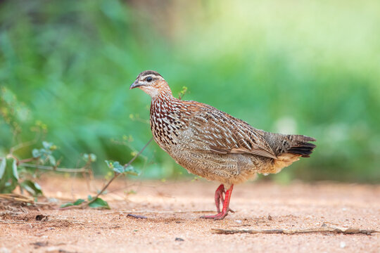 Crested francolin (Ortygornis sephaena) walking on the sandy ground in the African savanna