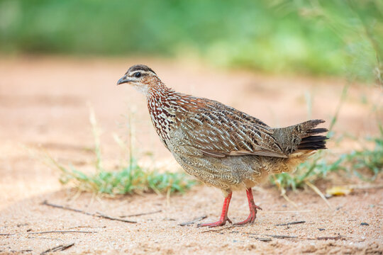 Crested francolin (Ortygornis sephaena) walking on the sandy ground in the African savanna