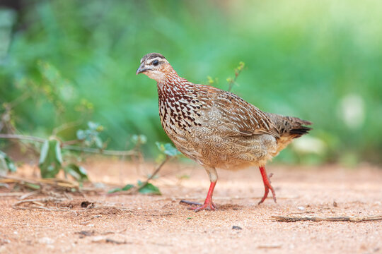 Crested francolin (Ortygornis sephaena) walking on the sandy ground in the African savanna