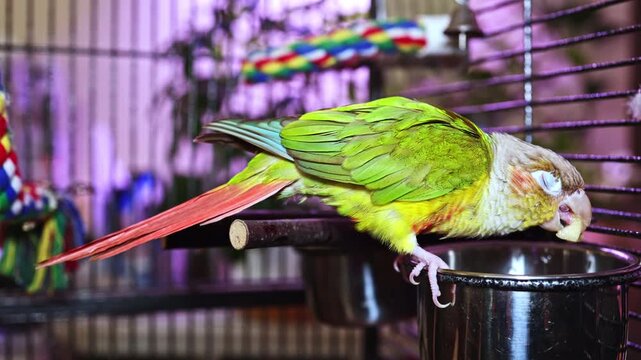 A parrot with bright feathers is perched on the edge of a metal bowl in its cage. It picks at food while other toys and perches are nearby. The setting shows morning light coming through.