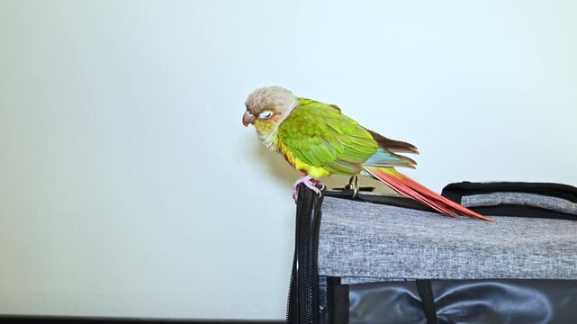 A parrot is perched on a soft carrier bag inside a home. The bird is exploring its surroundings with interest. The setting is bright and welcoming, typical for a pet environment.