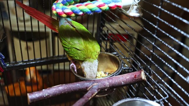 A green parrot is focused on eating from a small bowl in its cage. The cage has colorful accessories and wooden perches. The setting is warm and inviting, typical of a home.