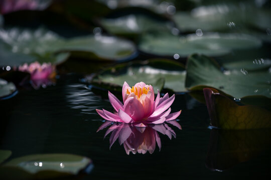 Pink water lily or lotus flower reflected on the water surface of a pond Shallow depth of field
