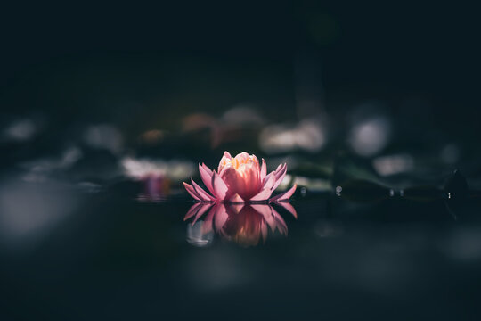 Pink water lily or lotus flower reflected on the water surface of a pond Shallow depth of field
