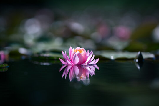 Pink water lily or lotus flower reflected on the water surface of a pond Shallow depth of field
