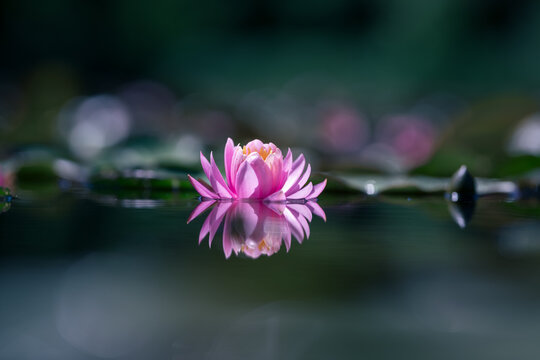 Pink water lily or lotus flower reflected on the water surface of a pond Shallow depth of field
