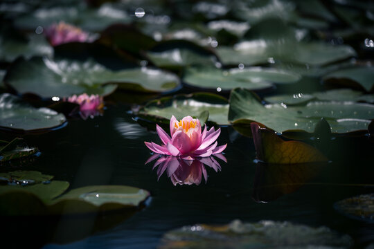 Pink water lily or lotus flower reflected on the water surface of a pond Shallow depth of field
