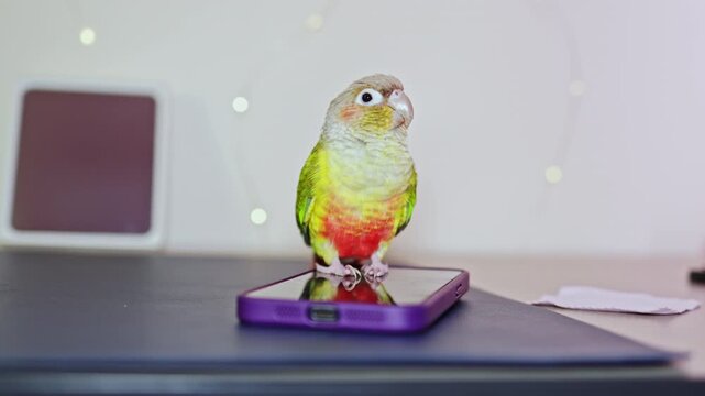 A small parrot with green, yellow, and red feathers stands on a purple smartphone. The bird looks around while the clear desk has soft lights in the background. Items are neatly arranged.